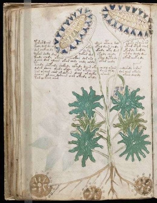 voynich-manuscrit-herbier-fleur