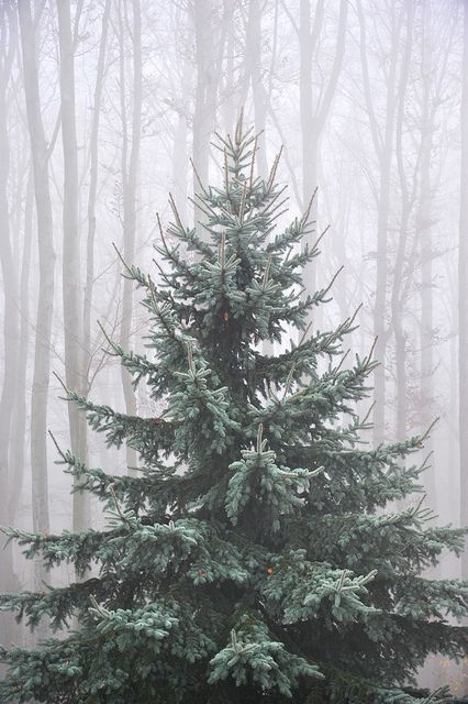 Un beau spécimen d'arbre qui se la raconte devant ses copains à moitié mort © Et on tuera tous les affreux tumblr