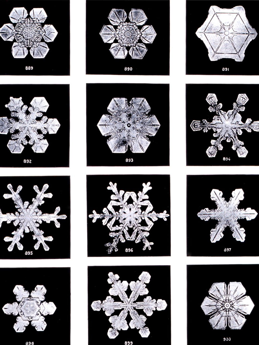 Photographie d'un flocon de neige par Wilson Bentley (1865 - 1931). Fermier américain passionné de photographie, il réalisa plus de 2000 microphotographies de flocons de neige © Carl Hammer Gallery / Wilson Bentley