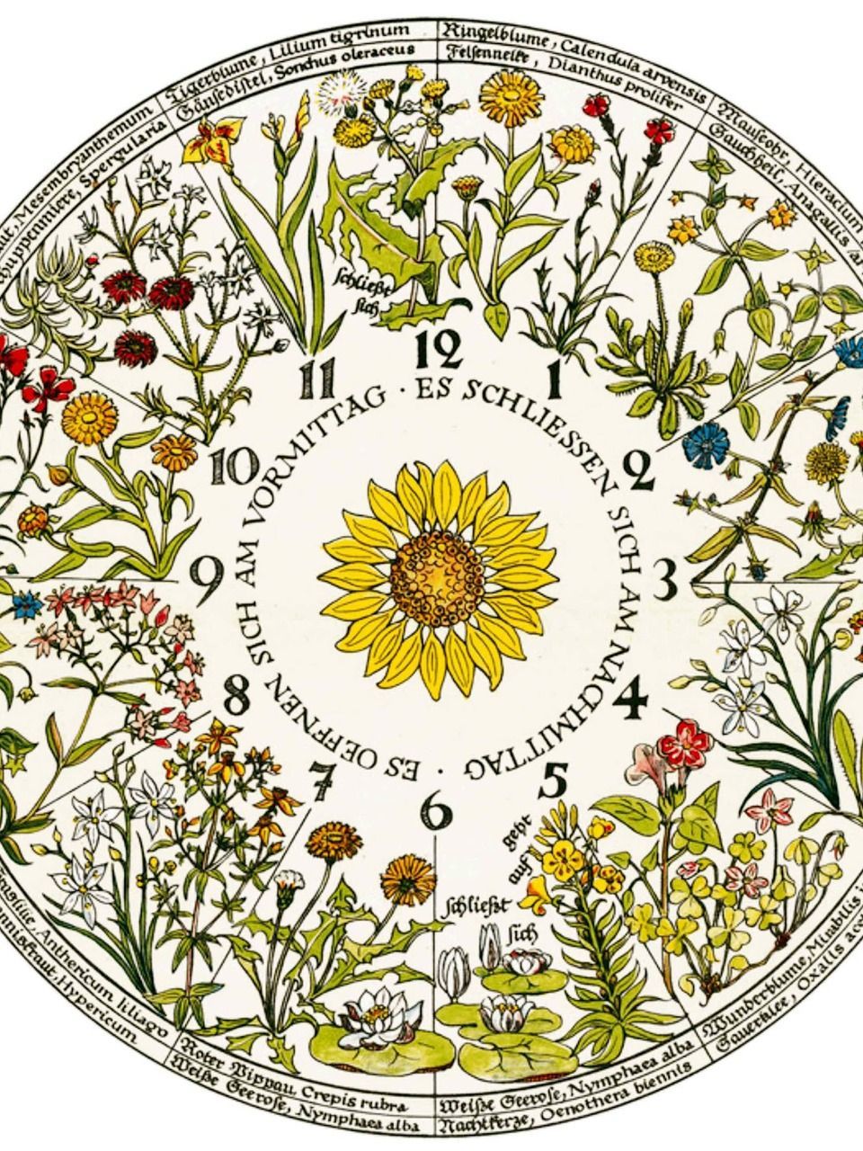 Ursula Schleicher-Benz, 1948, Flower clock, Horloge végétale selon Linné.