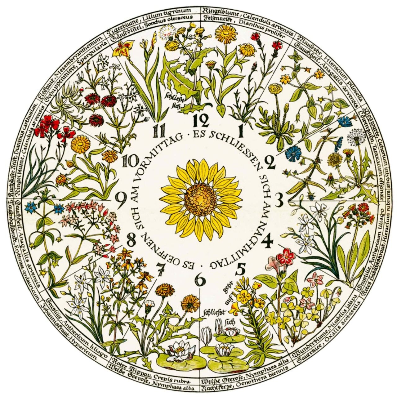 Ursula Schleicher-Benz, 1948, Flower clock, Horloge végétale selon Linné.