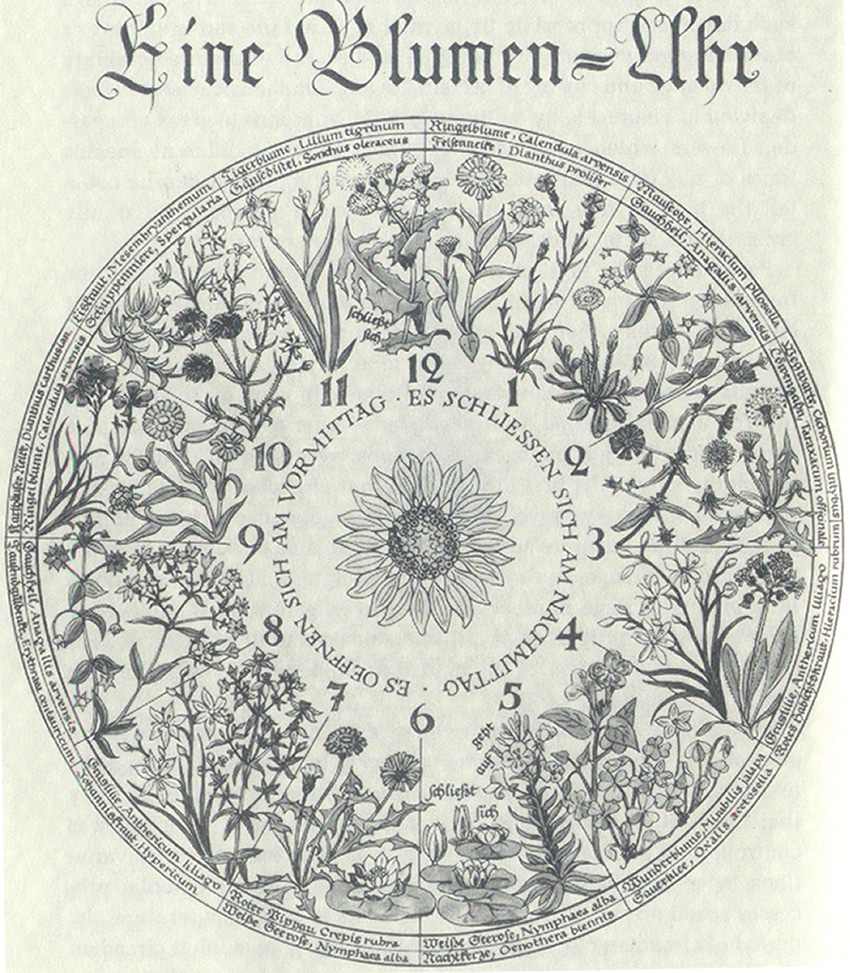 Horloge florale de Carl Linnæus