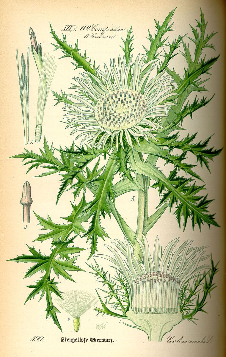 Planche illustrant la carline acaule dans l’ouvrage du Prof. Dr. Otto Wilhelm Thomé Flora von Deutschland, Österreich und der Schweiz 1885, Gera, Allemagne