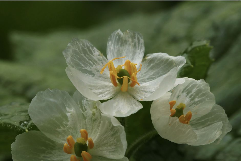 Diphylleia grayi, la fleur squelette © ashitaka-f / Flickr