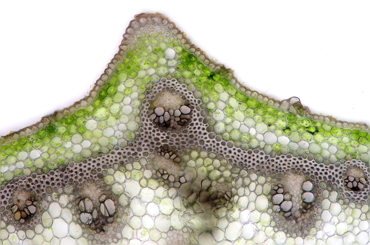 Coupe transversale du Sceau de Salomon multiflore (Polygonatum multiflorum). © Marek Mis, Science Source