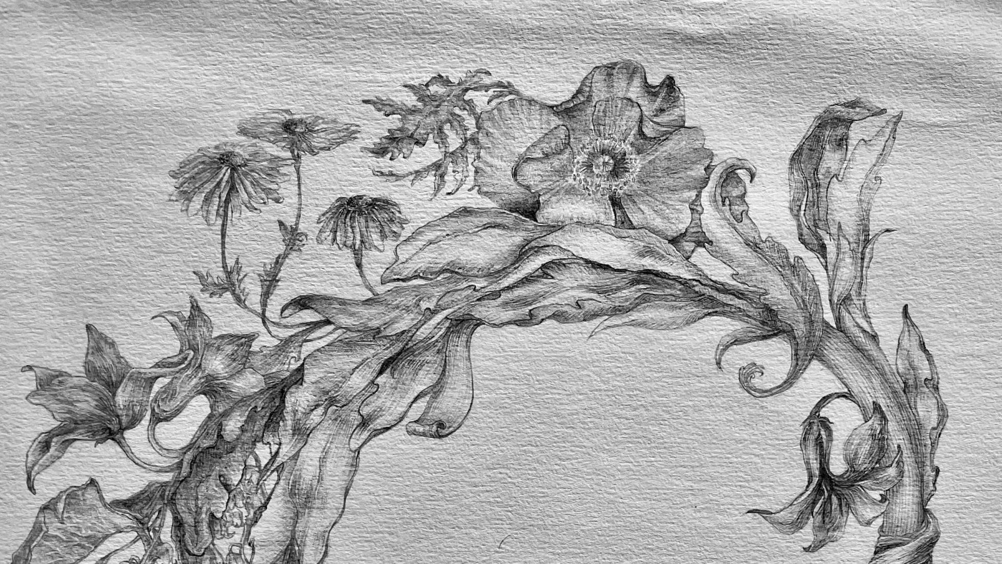 Interprétation de l'horloge florale de Carl Linné. Dessin au graphite @ Marielle Brie de Lagerac
