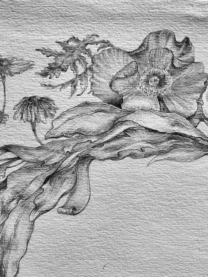 Interprétation de l'horloge florale de Carl Linné. Dessin au graphite @ Marielle Brie de Lagerac