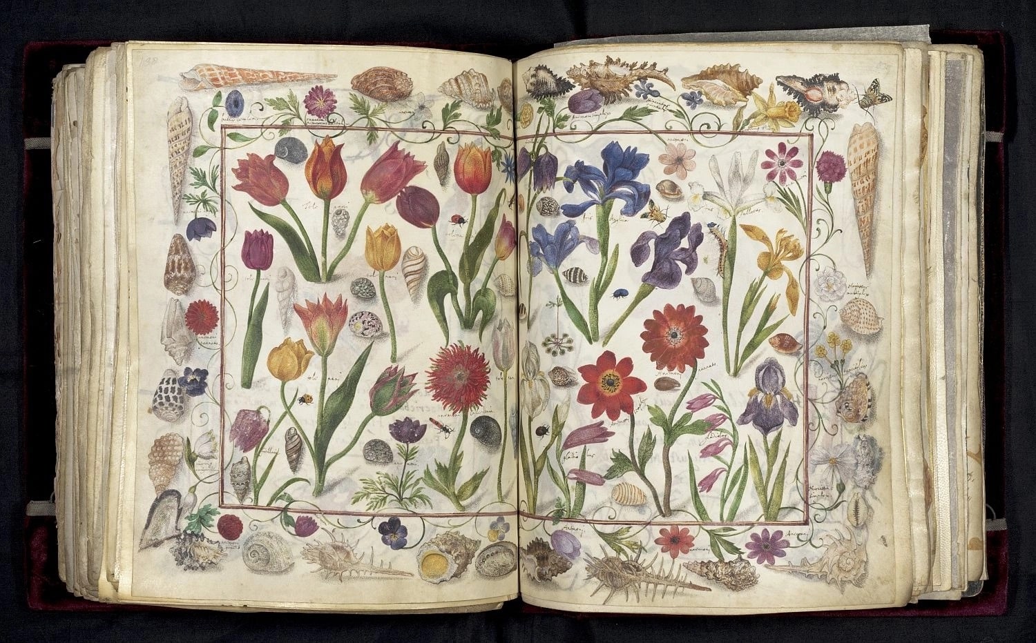 Fleurs, coquillages et insectes décorent une page de Das Großes Stammbuch. © Scriptura Limited/The Herzog August Bibliothek Wolfenbüttel (HAB)